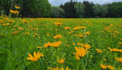 Early sunflower