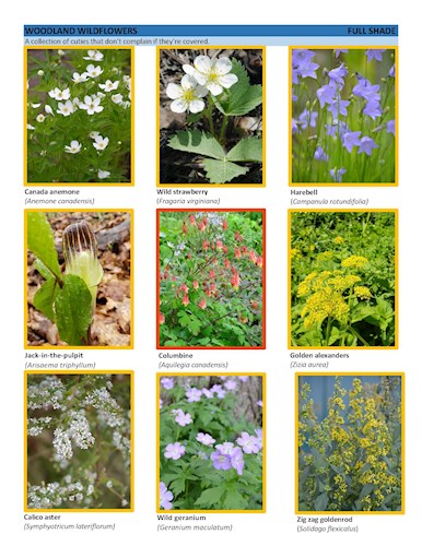 Woodland Wildflowers